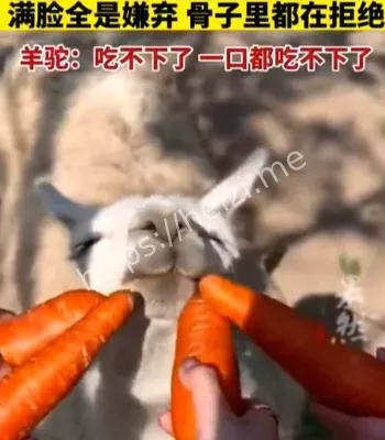 游客投喂胡萝卜